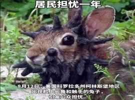 美国某社区遭遇“变异怪兔”入侵  异形特征：头部长出怪异黑角与触手-同恩资源分享网